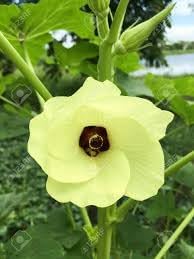 Okra Lady Finger Seeds for Planting, NON GMO Seeds